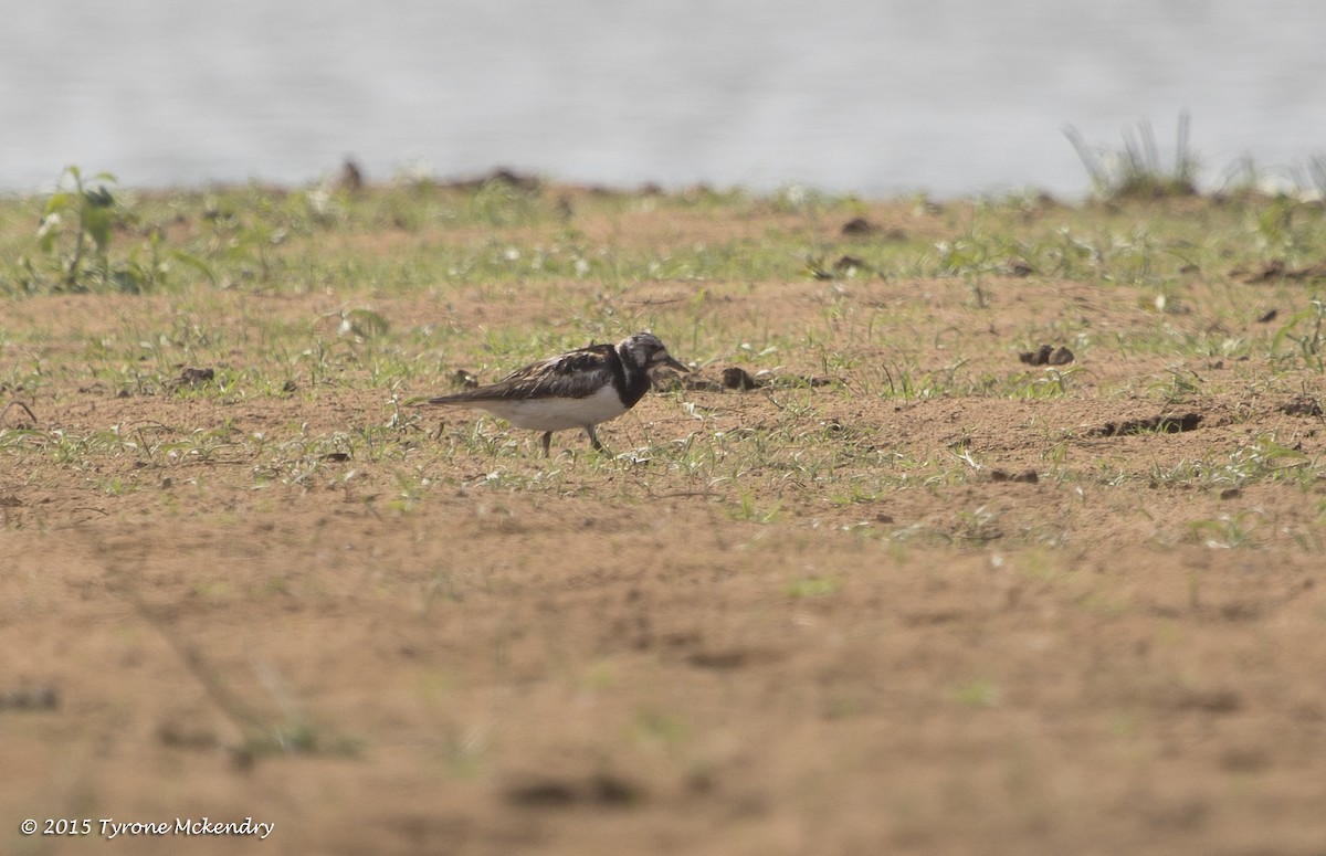 Ruddy Turnstone - ML639326117