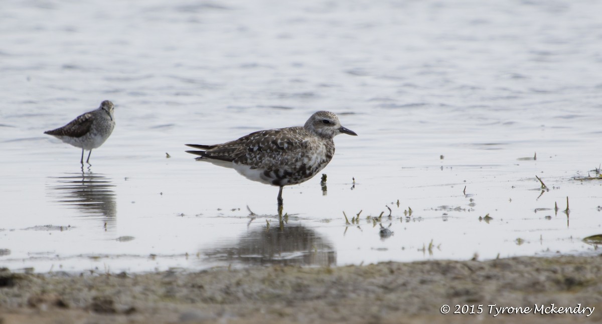 Black-bellied Plover - ML639326126