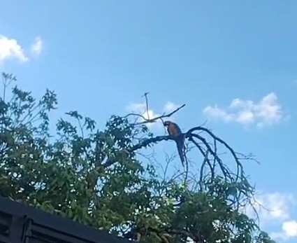 Blue-and-yellow Macaw - ML639326308