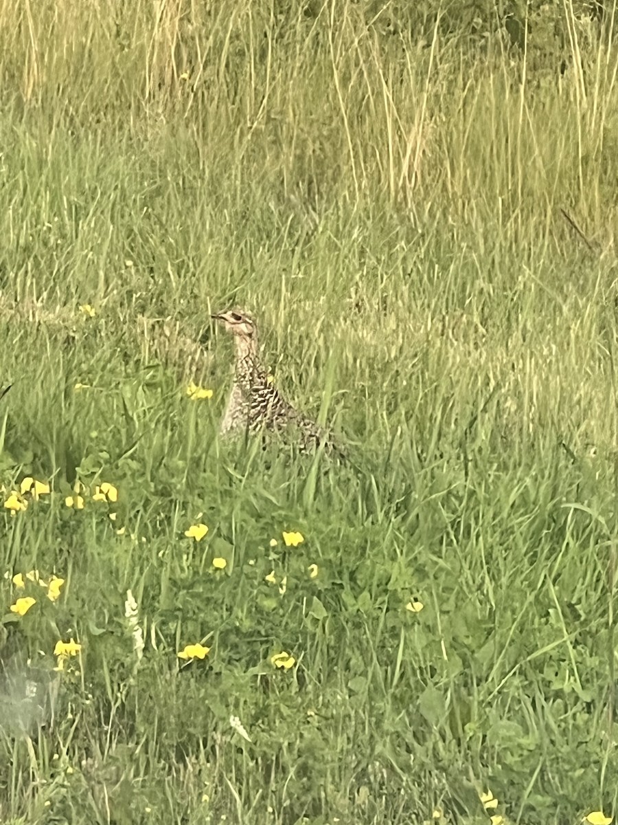 Sharp-tailed Grouse - ML639326363