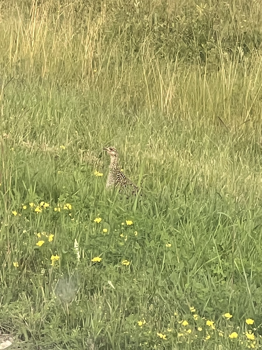 Sharp-tailed Grouse - ML639326364