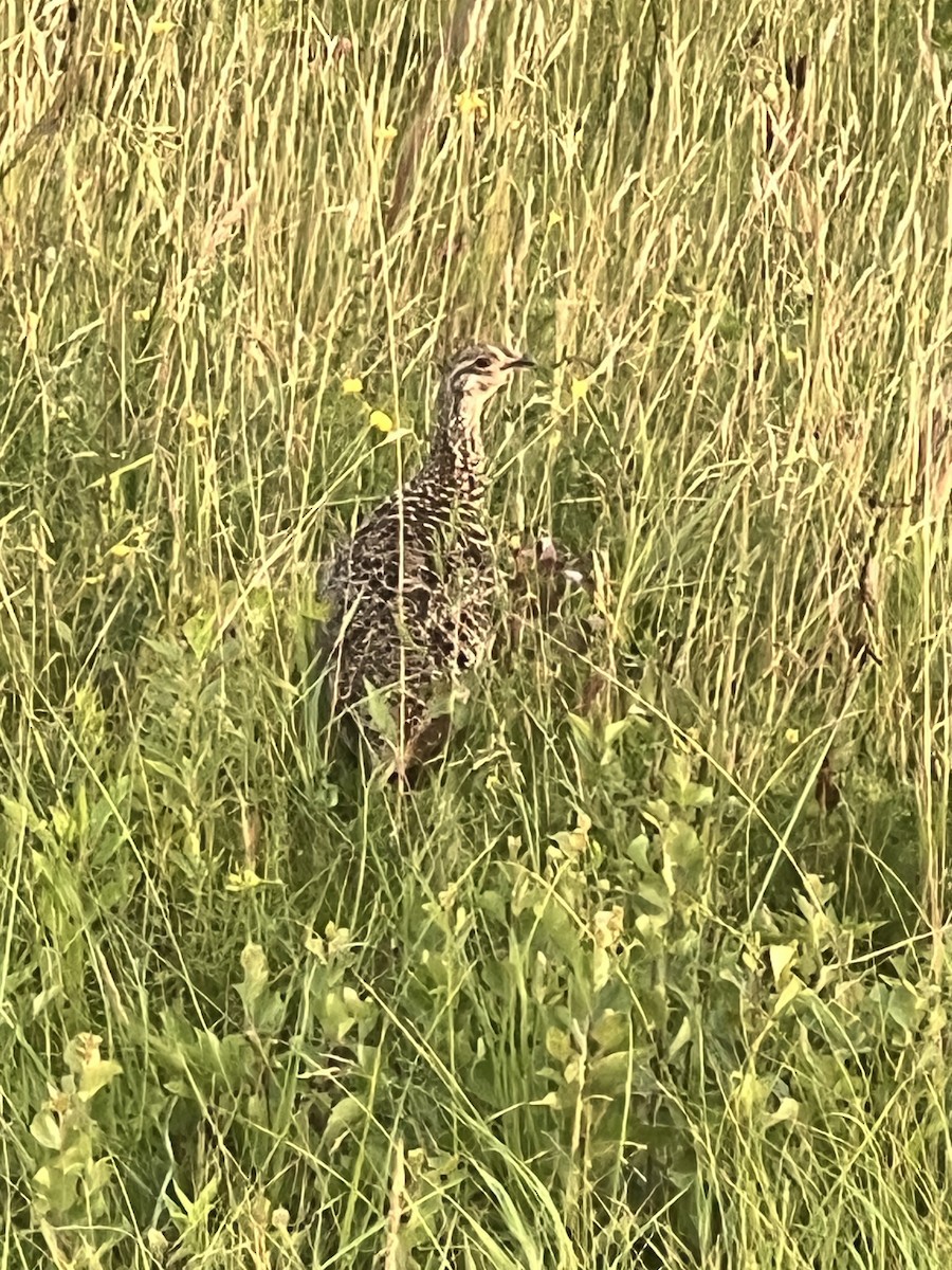 Sharp-tailed Grouse - ML639326365