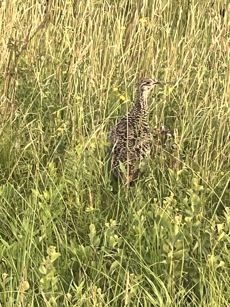 Sharp-tailed Grouse - ML639326368
