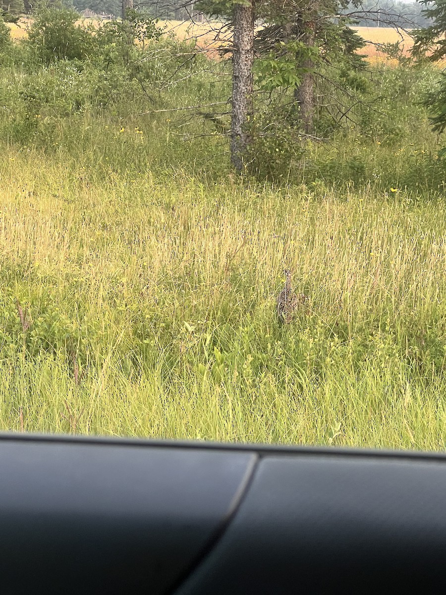 Sharp-tailed Grouse - ML639326369