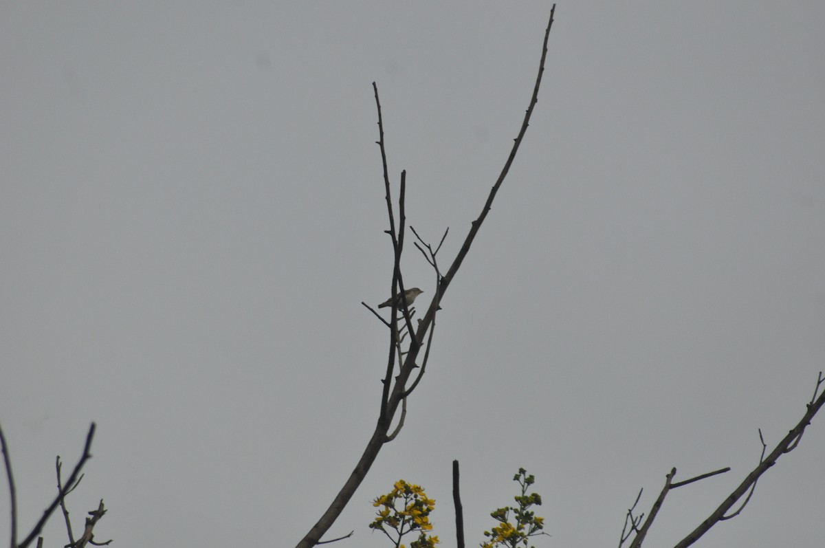 Pale-billed Flowerpecker - ML639326413
