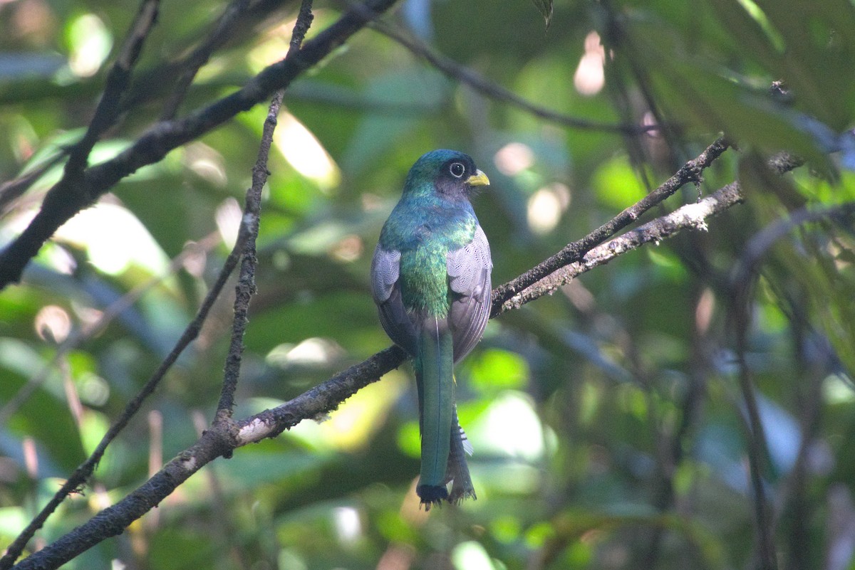 Amazonian Black-throated Trogon - ML639326437