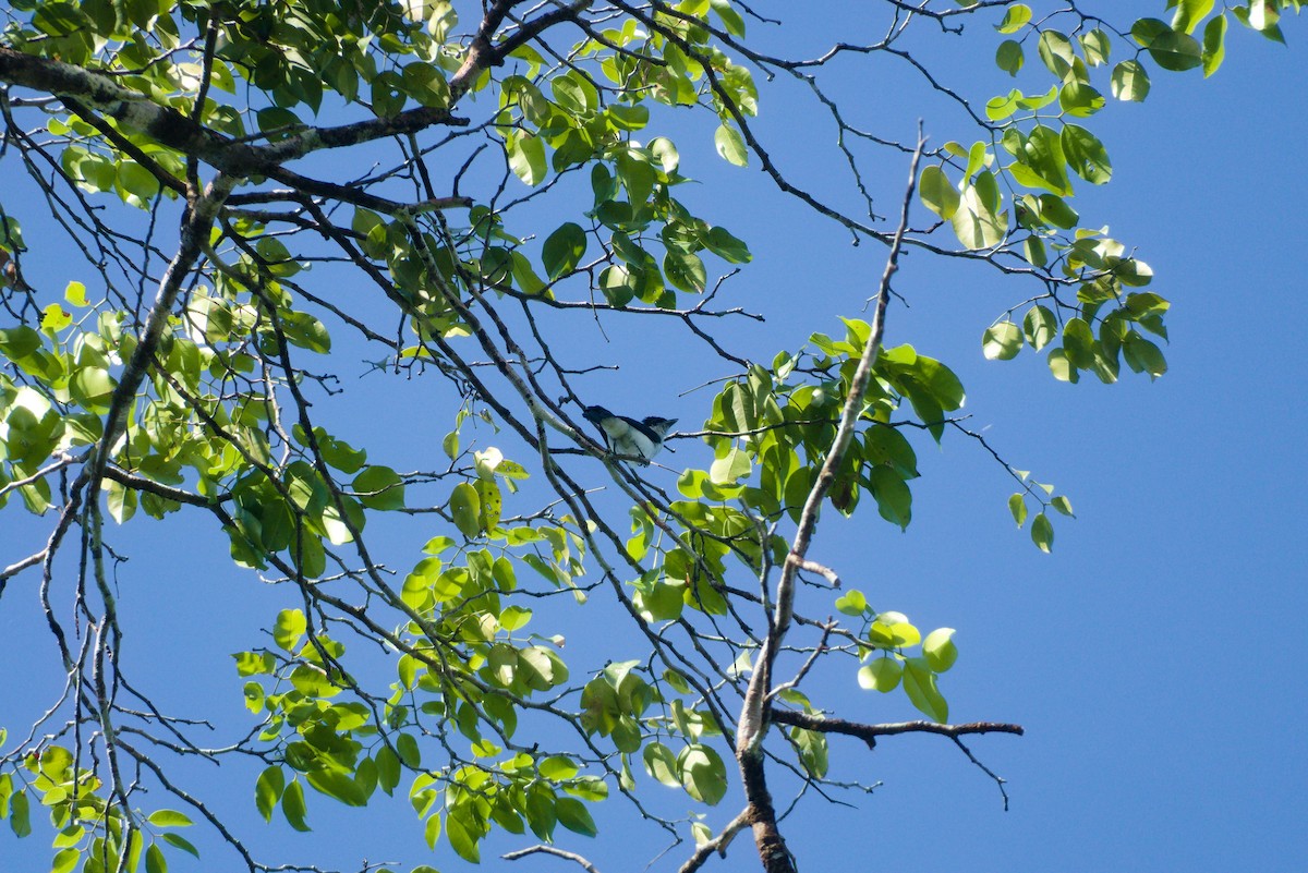 Glossy-backed Becard - ML639326442