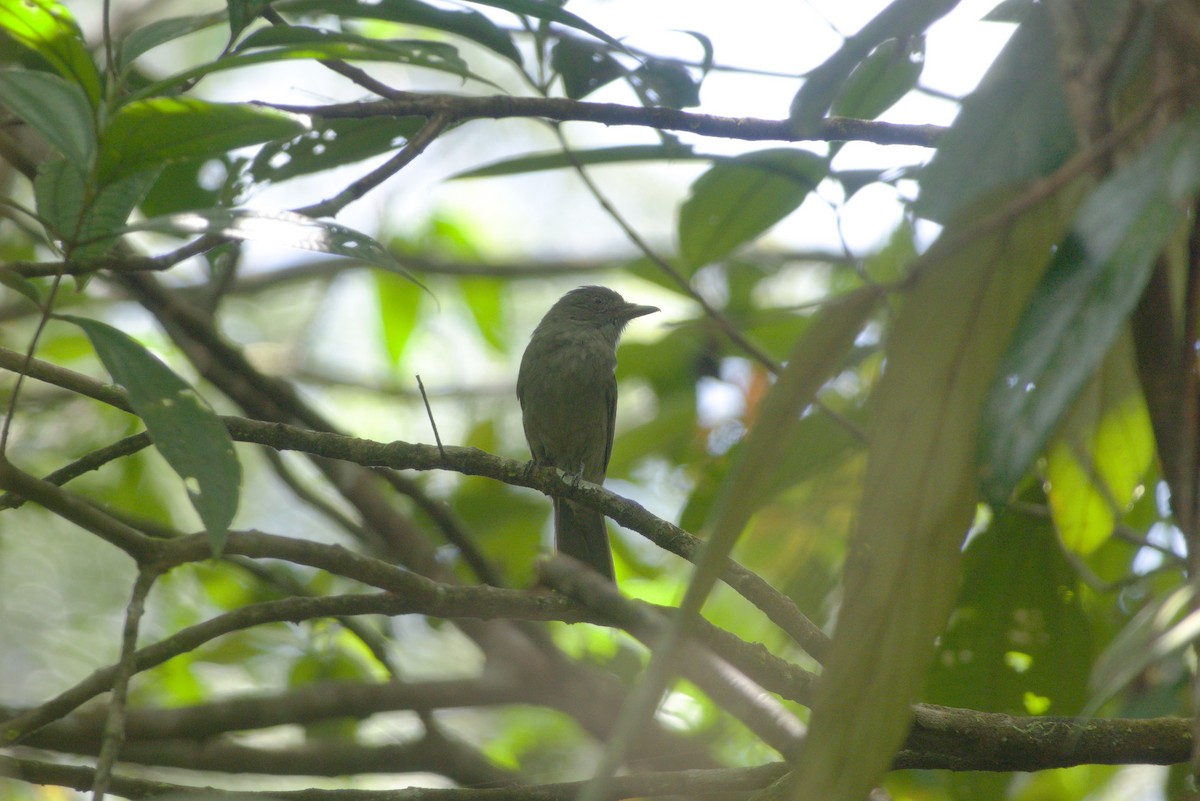 Grayish Mourner - ML639326448