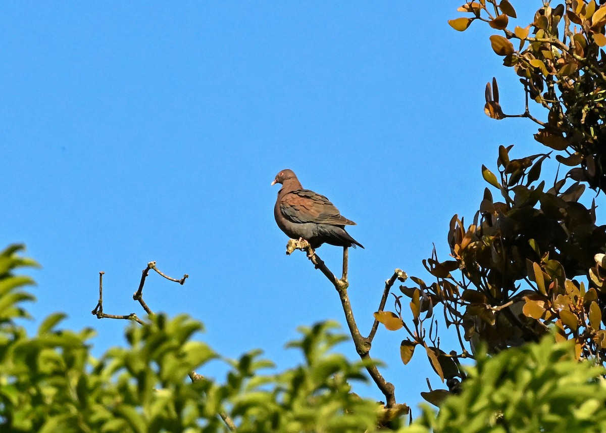 Red-billed Pigeon - ML639326449