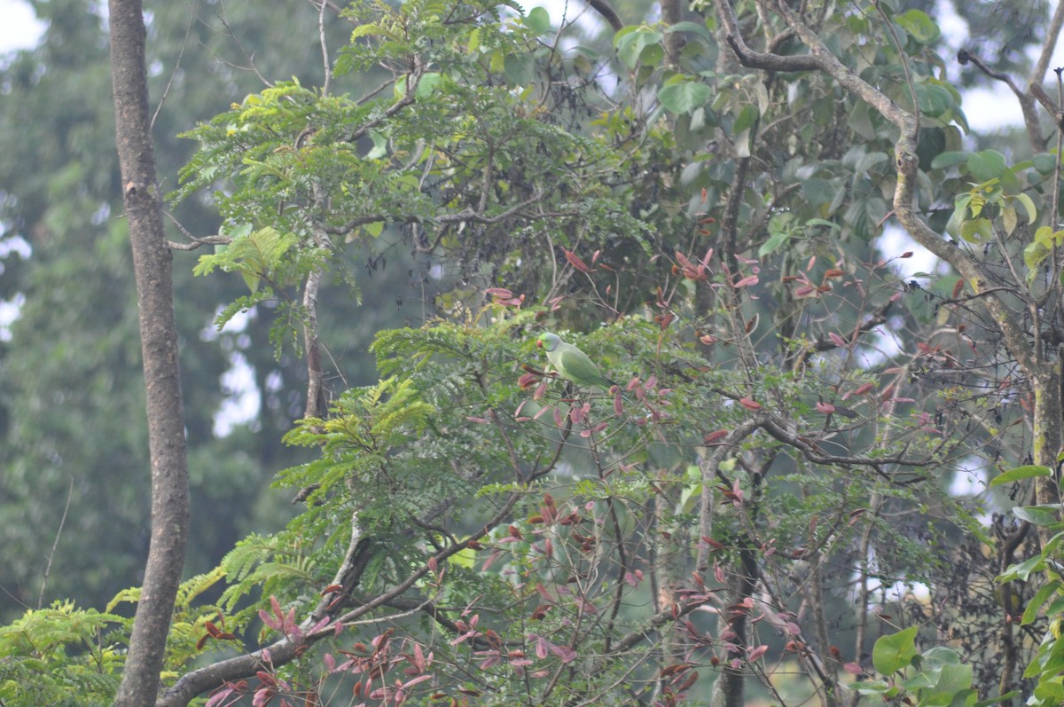 Rose-ringed Parakeet - ML639326453