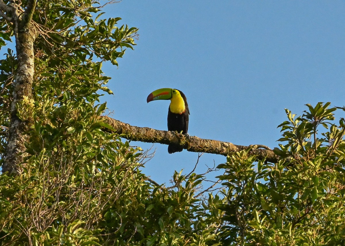 Keel-billed Toucan - ML639326456