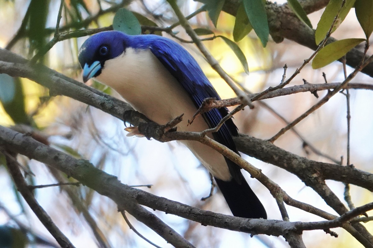 Madagascar Blue Vanga - ML639326457