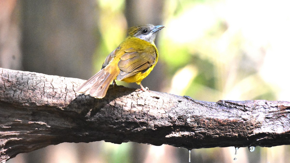 White-throated Bulbul - ML639326465