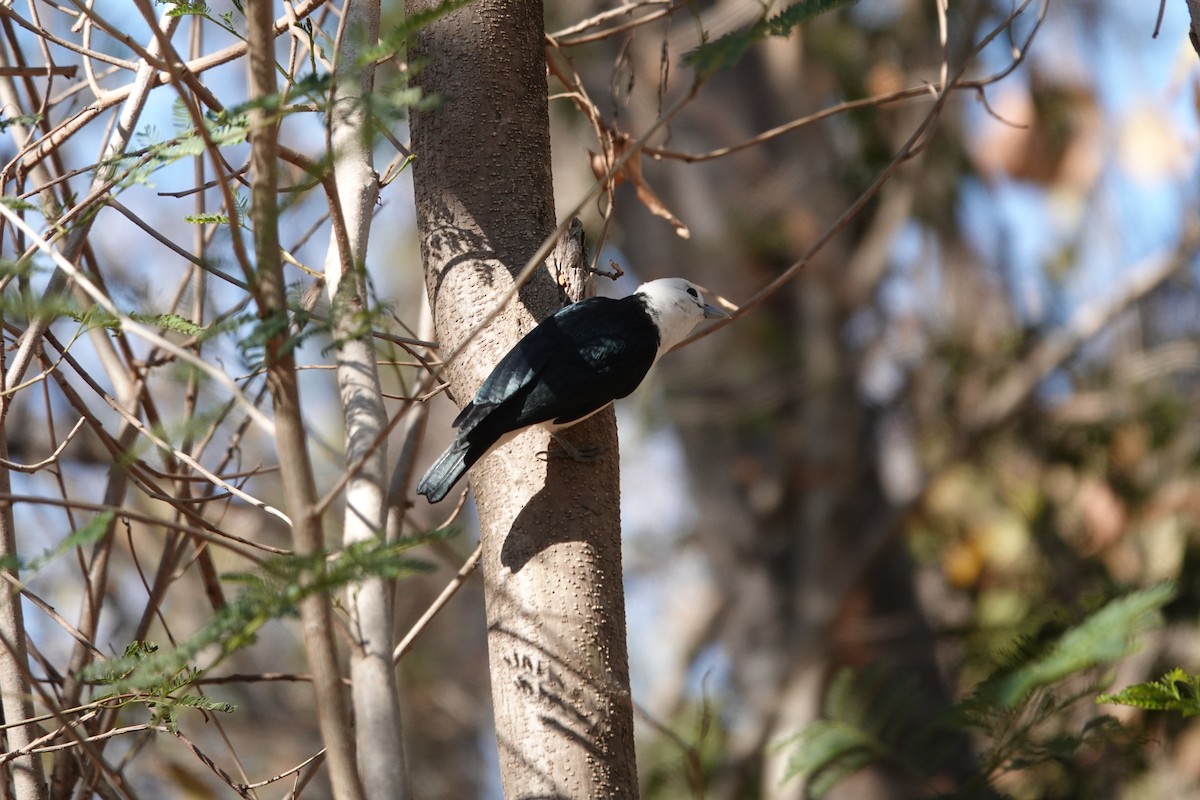 White-headed Vanga - ML639326466