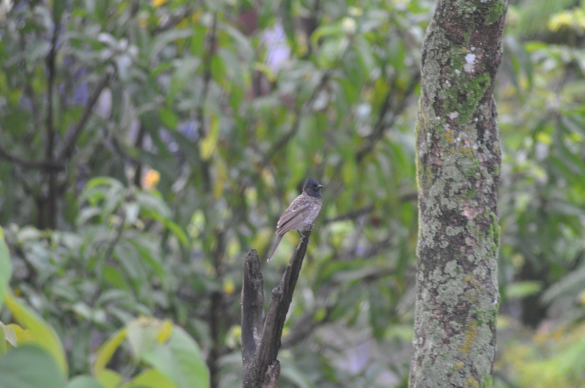 Red-vented Bulbul - ML639326467