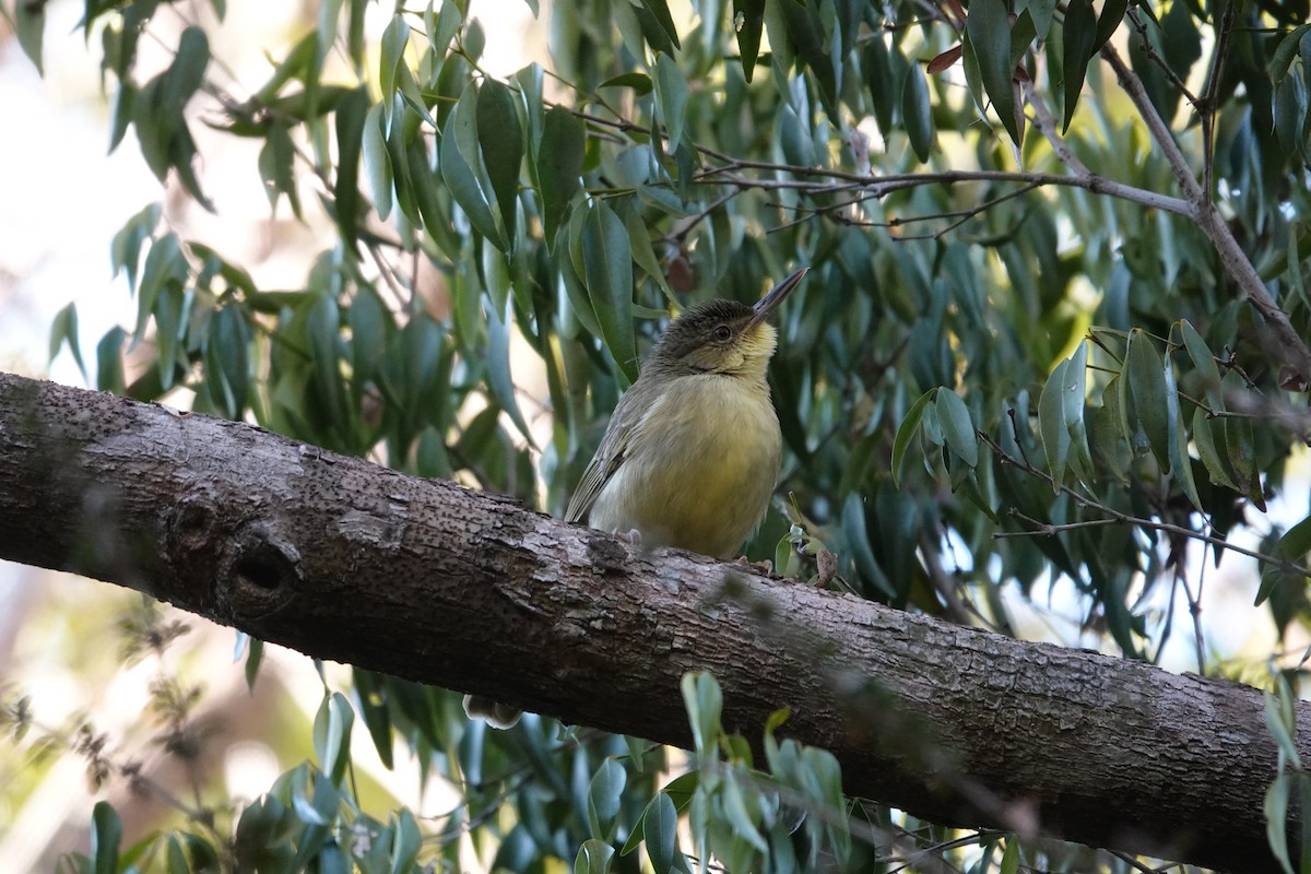 Long-billed Bernieria - ML639326469