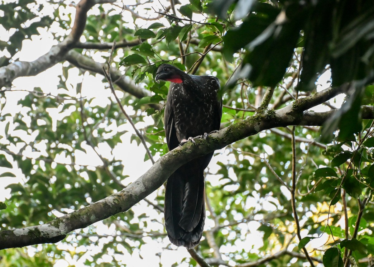 Crested Guan - ML639326487