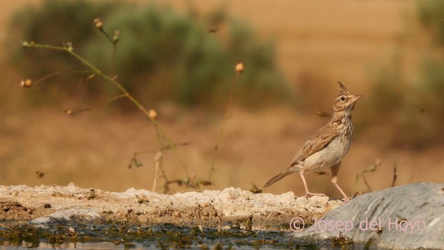 Crested Lark (Crested) - ML639326501