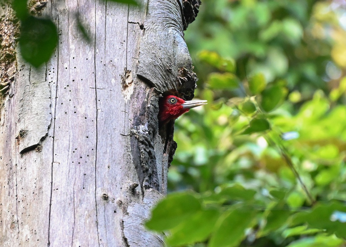 Pale-billed Woodpecker - ML639326545
