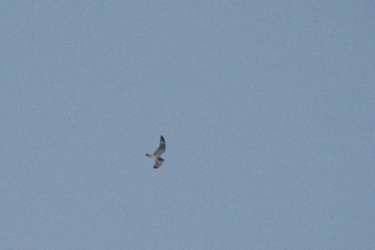 Nacunda Nighthawk - ML639326549