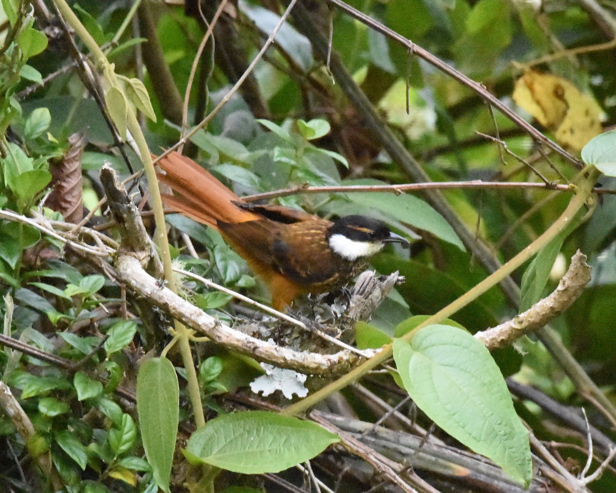 Trepamusgos Barbablanca Andino - ML63932661