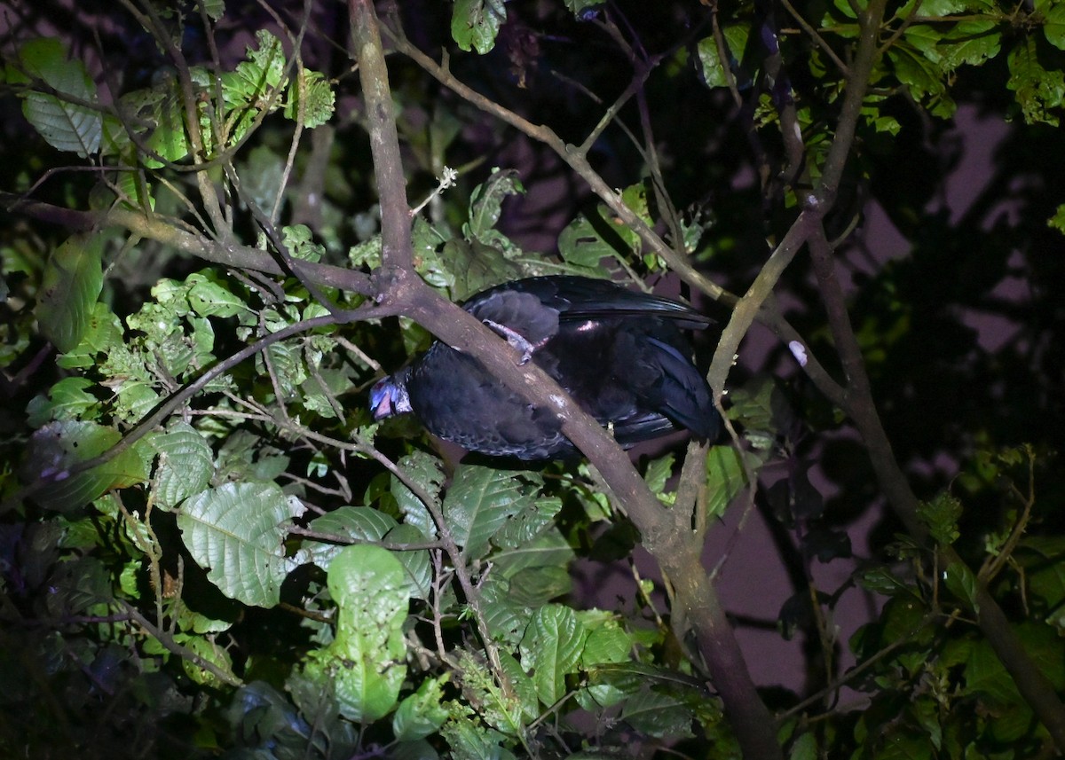 Black Guan - ML639326627