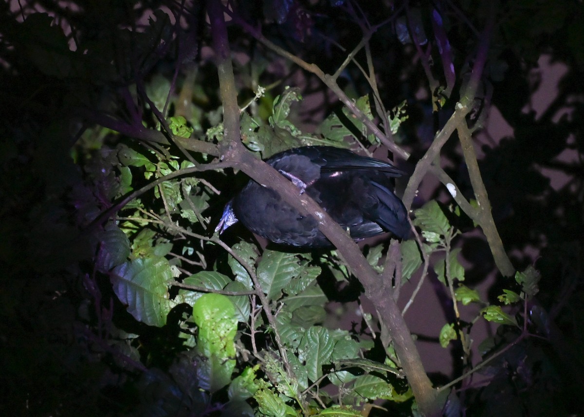 Black Guan - ML639326628
