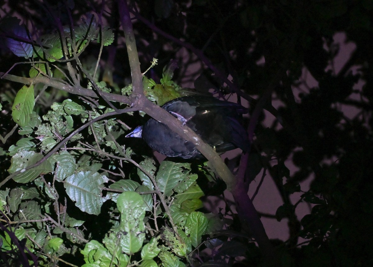 Black Guan - ML639326629