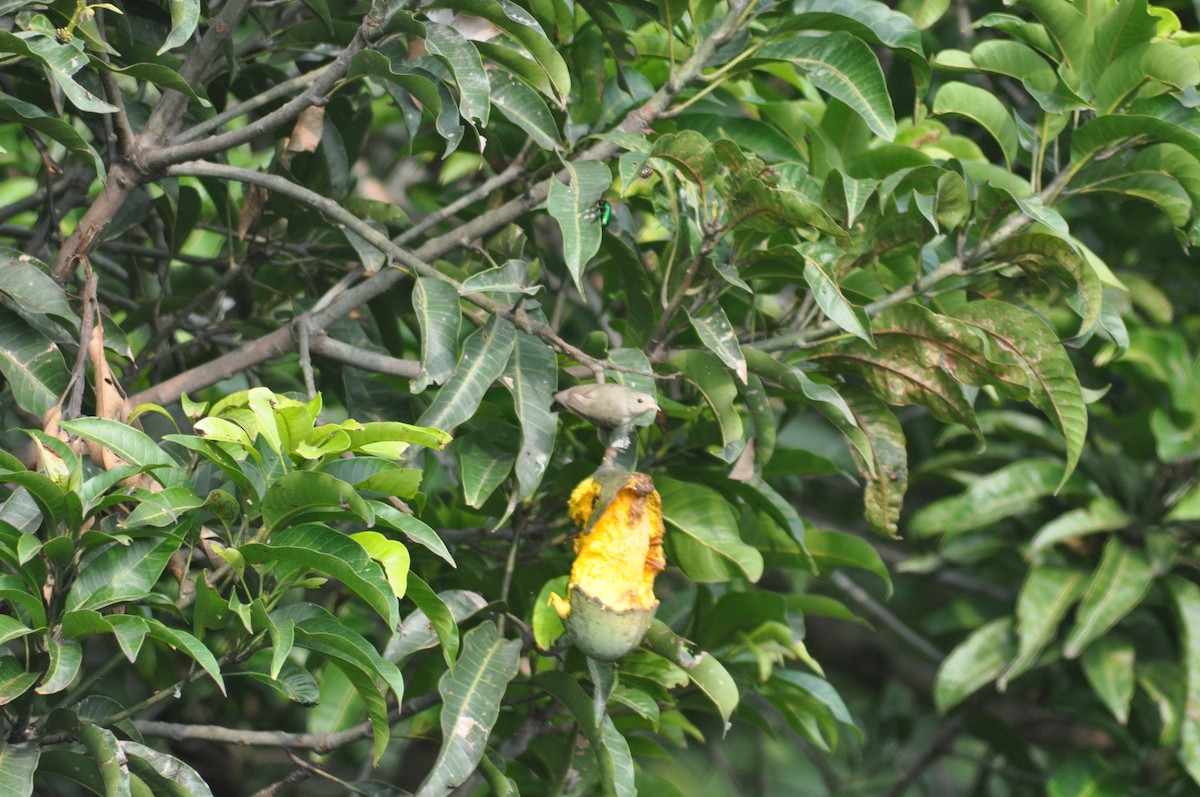 Pale-billed Flowerpecker - ML639326731