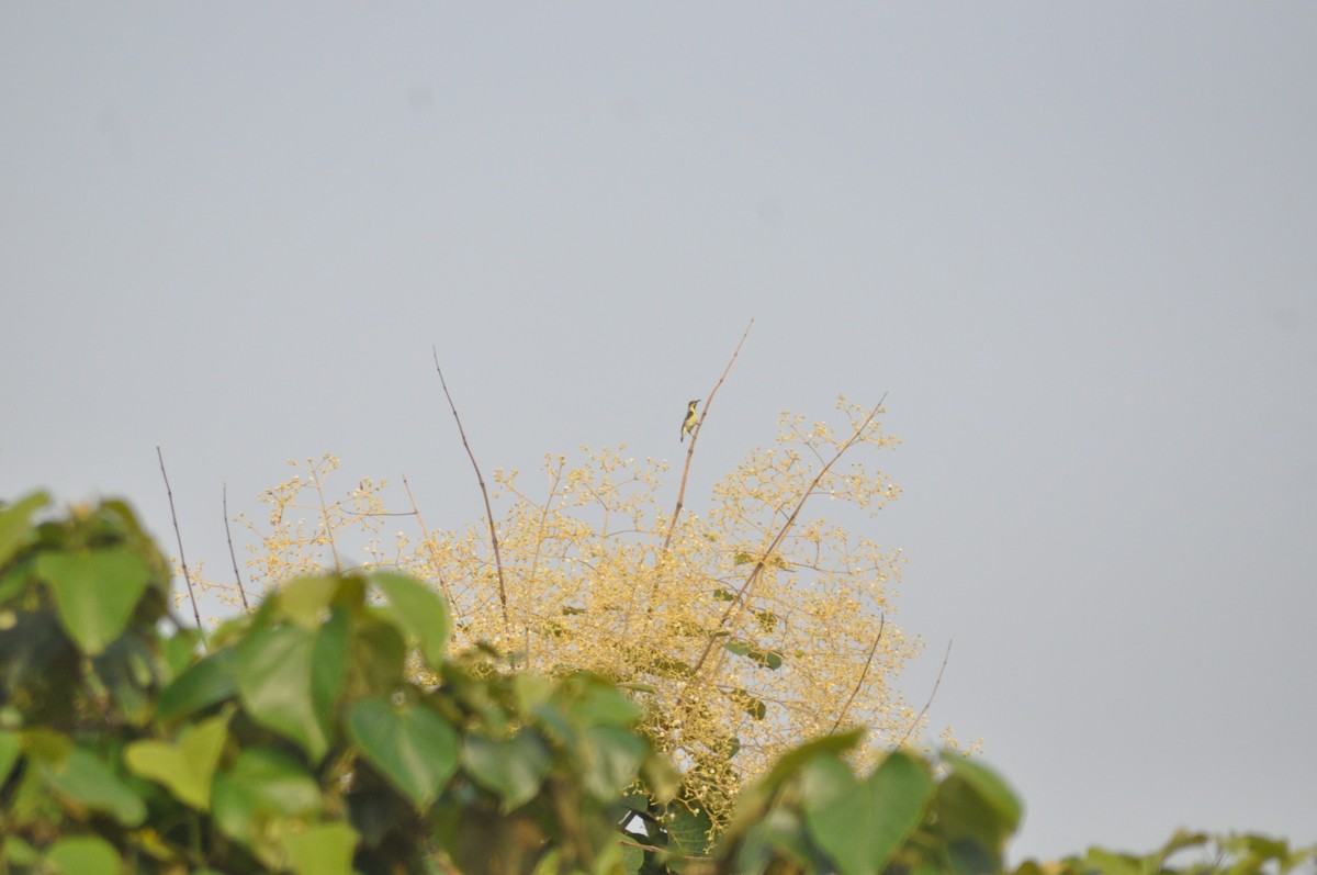 Purple Sunbird - ML639326736