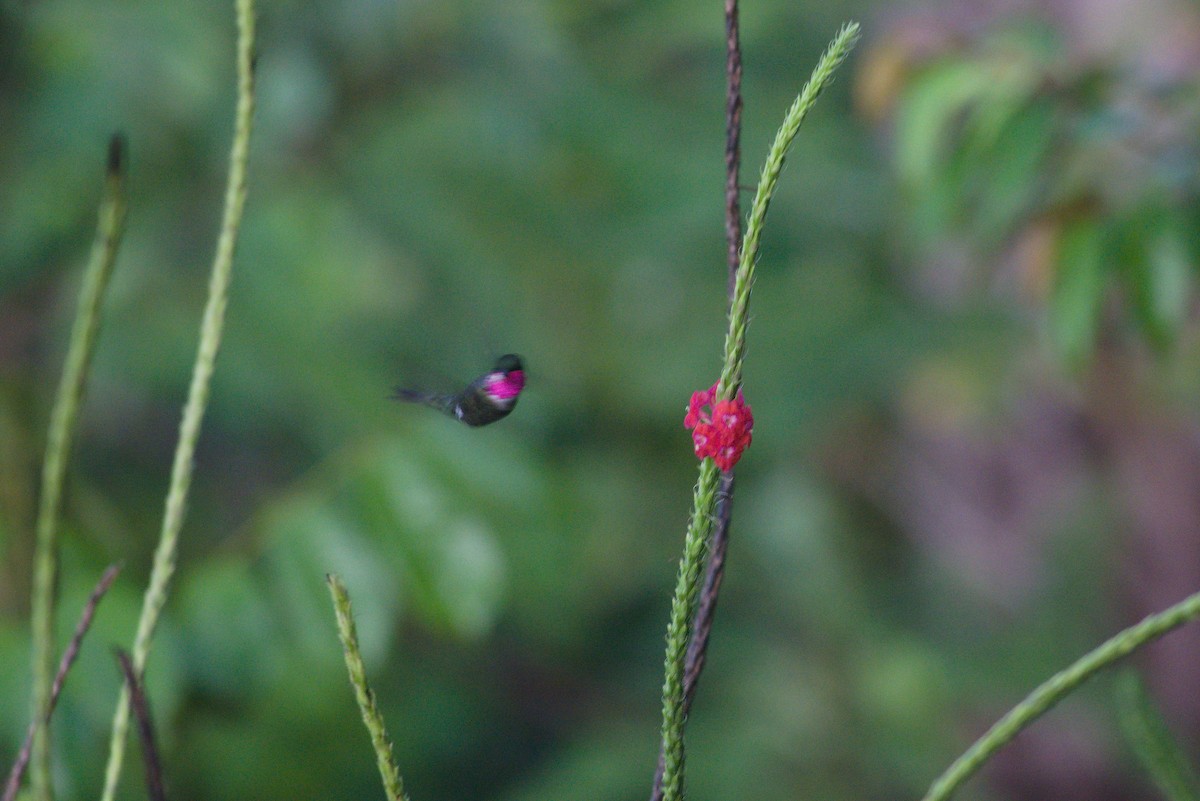 Amethyst Woodstar - ML639326761