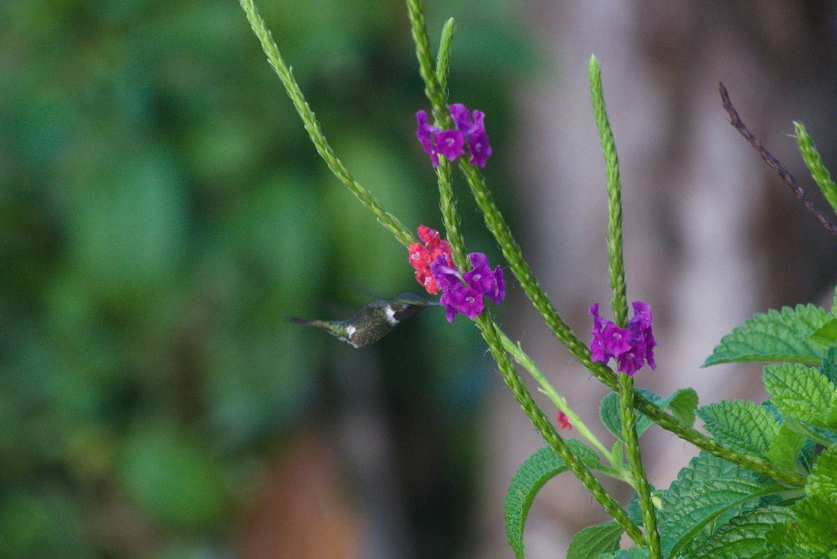 Amethyst Woodstar - ML639326762