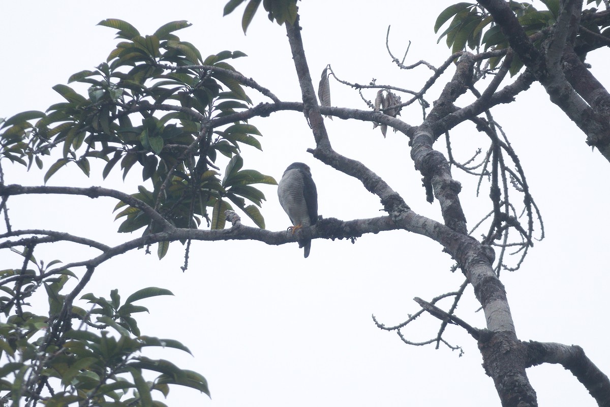 Tiny Hawk - ML639326767