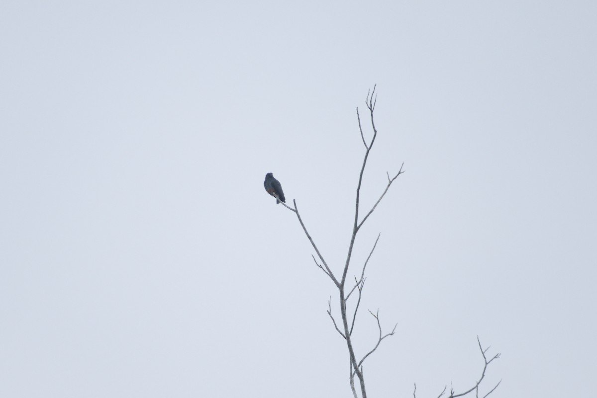 Swallow-winged Puffbird - ML639326769