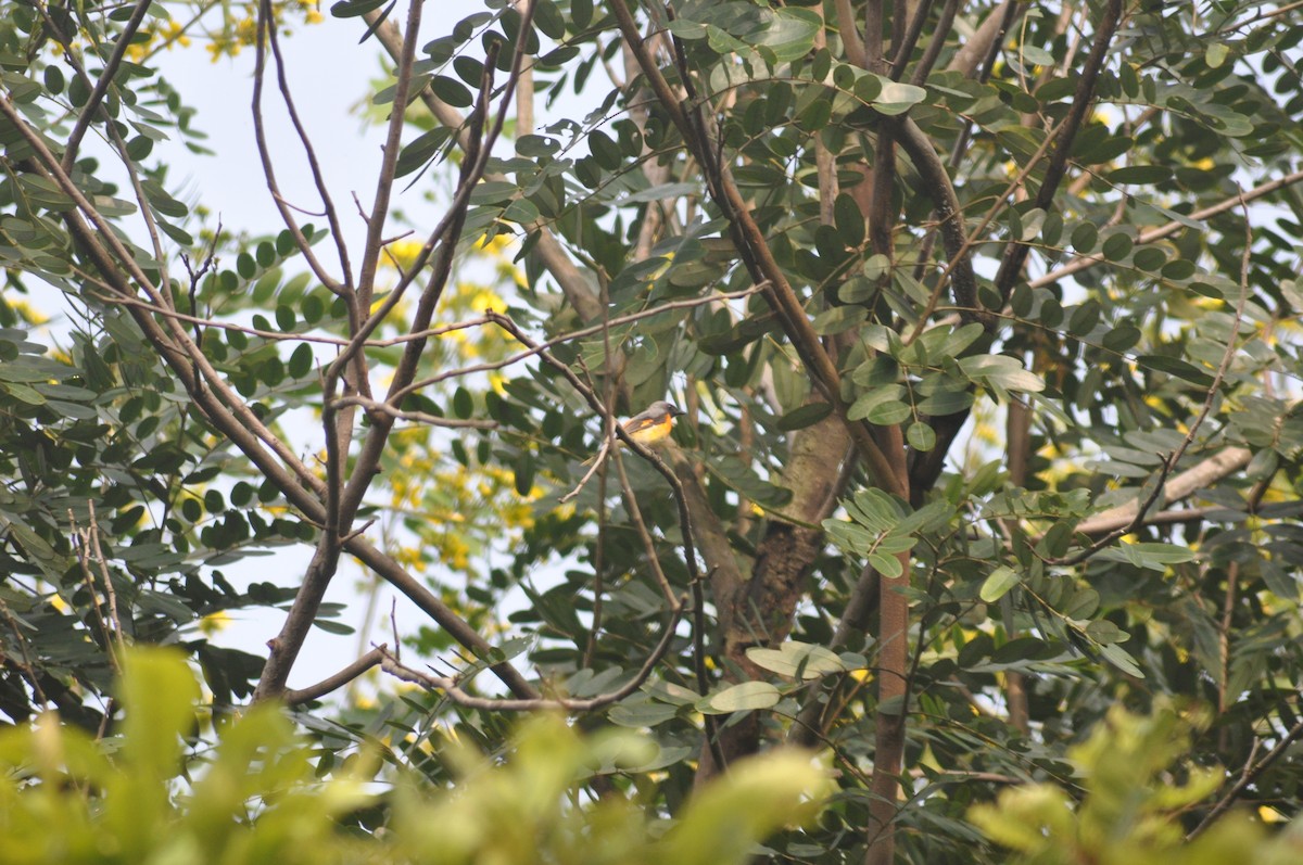 Small Minivet - ML639326785