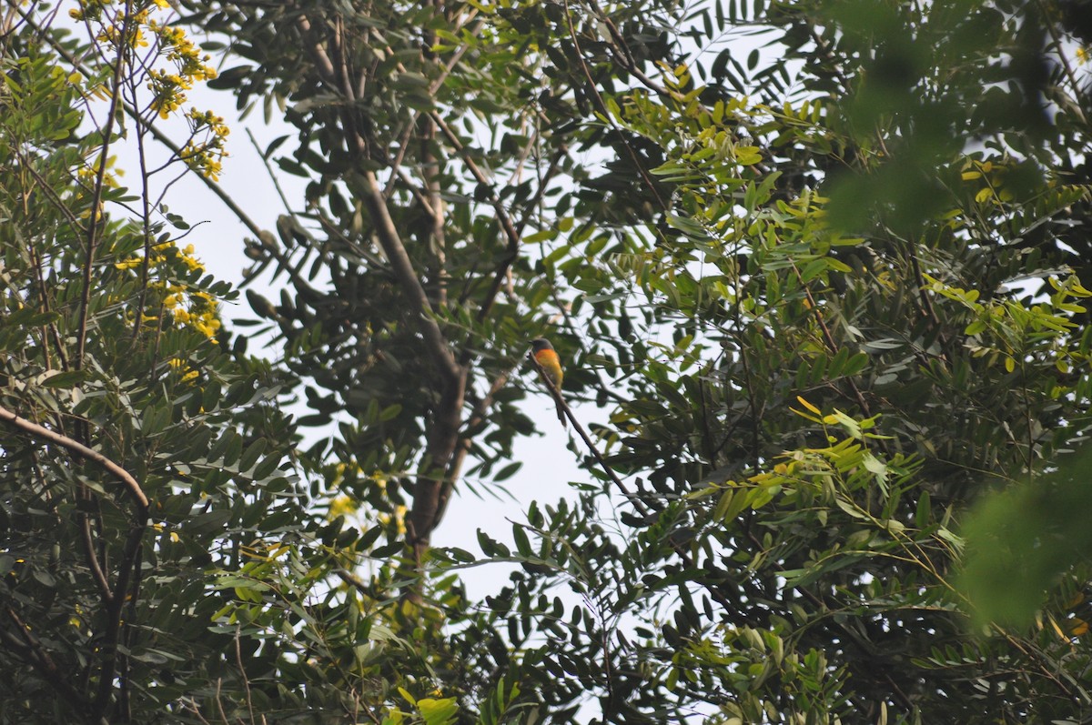 Small Minivet - ML639326786