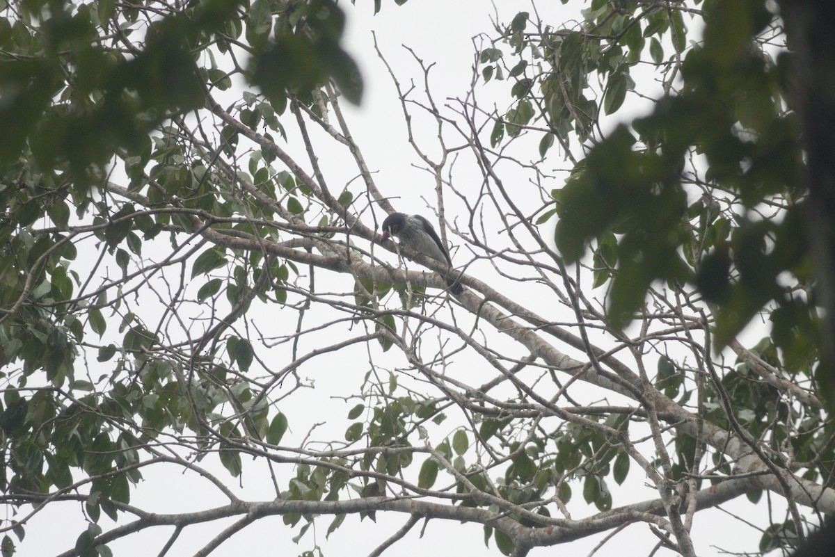 Black-tailed Tityra - ML639326792