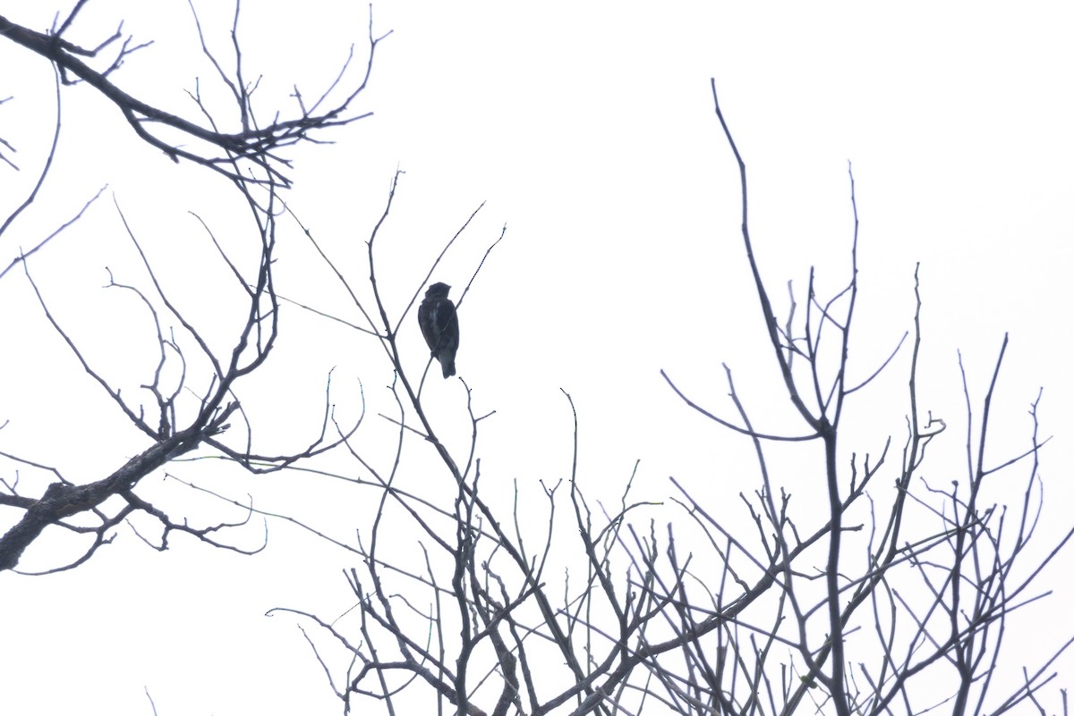 Dusky Purpletuft - ML639326793