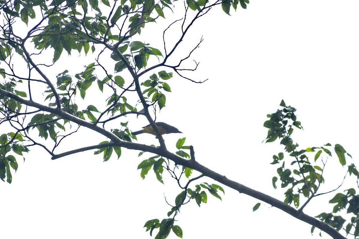 Blue-backed Tanager - ML639326803