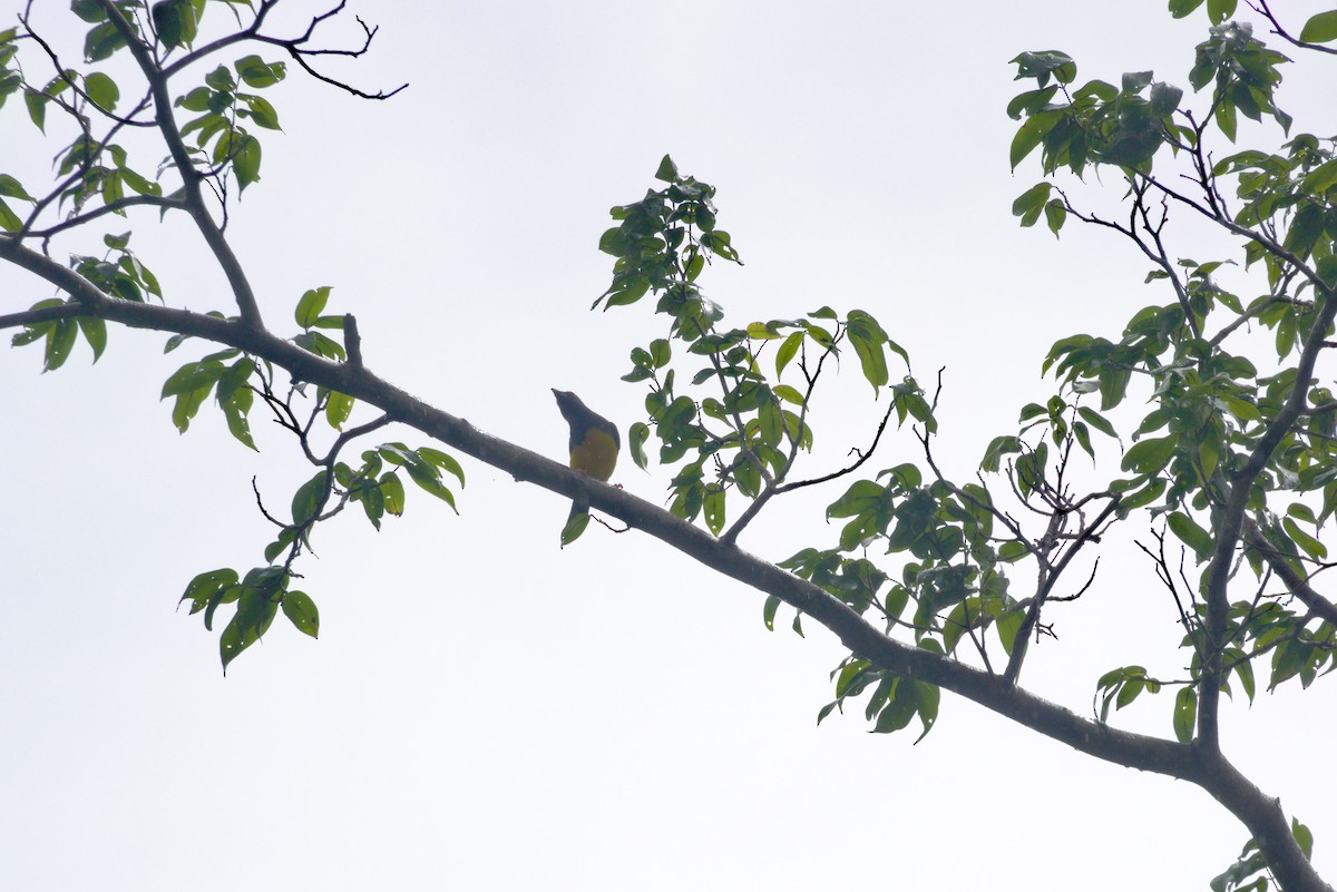 Blue-backed Tanager - ML639326804