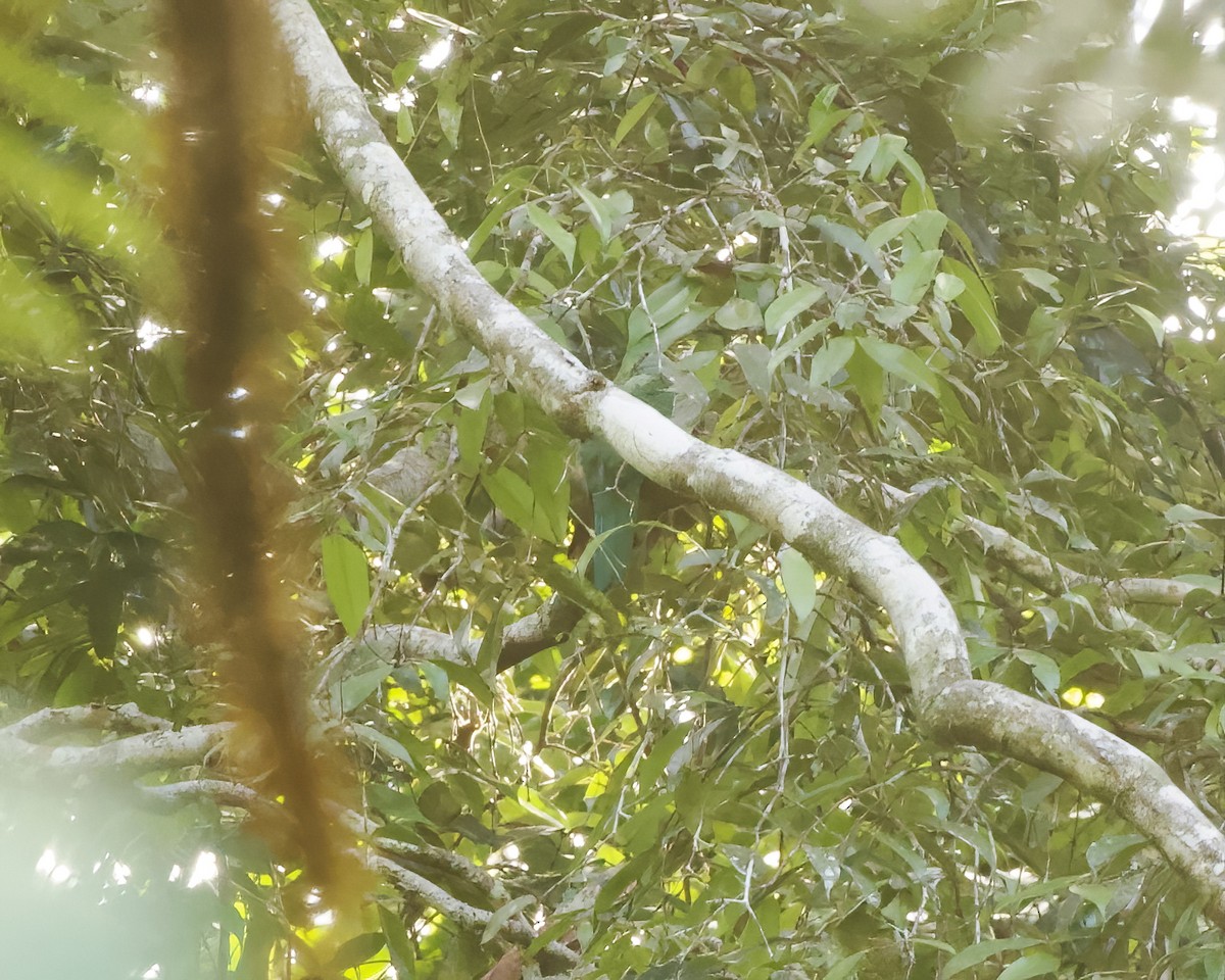 Scarlet-breasted Fruit-Dove - ML639326808