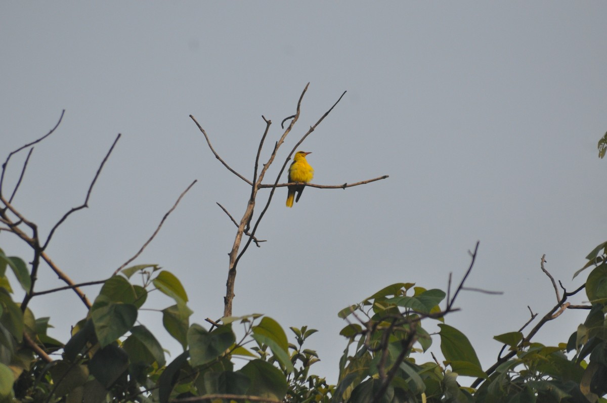 Indian Golden Oriole - ML639326820