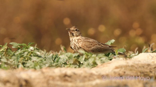 Crested Lark (Crested) - ML639326841