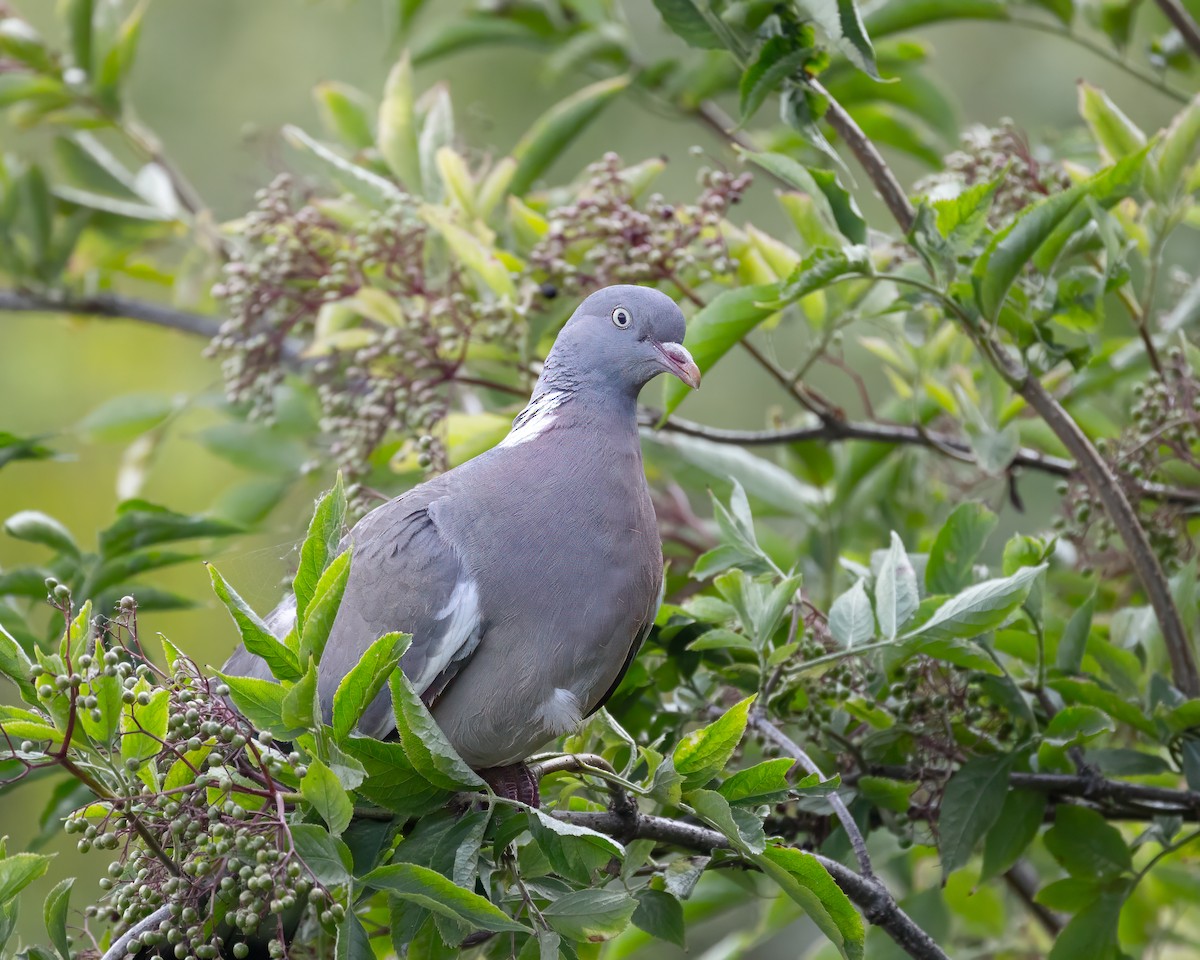 Common Wood-Pigeon (White-necked) - ML639326886