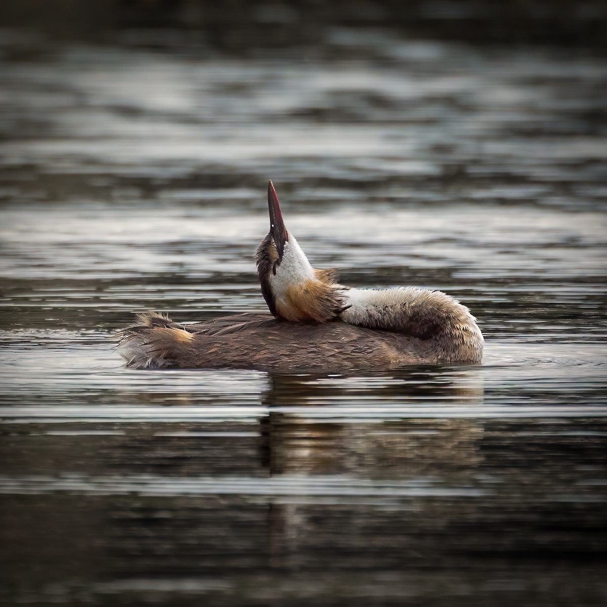Great Crested Grebe - ML639326894