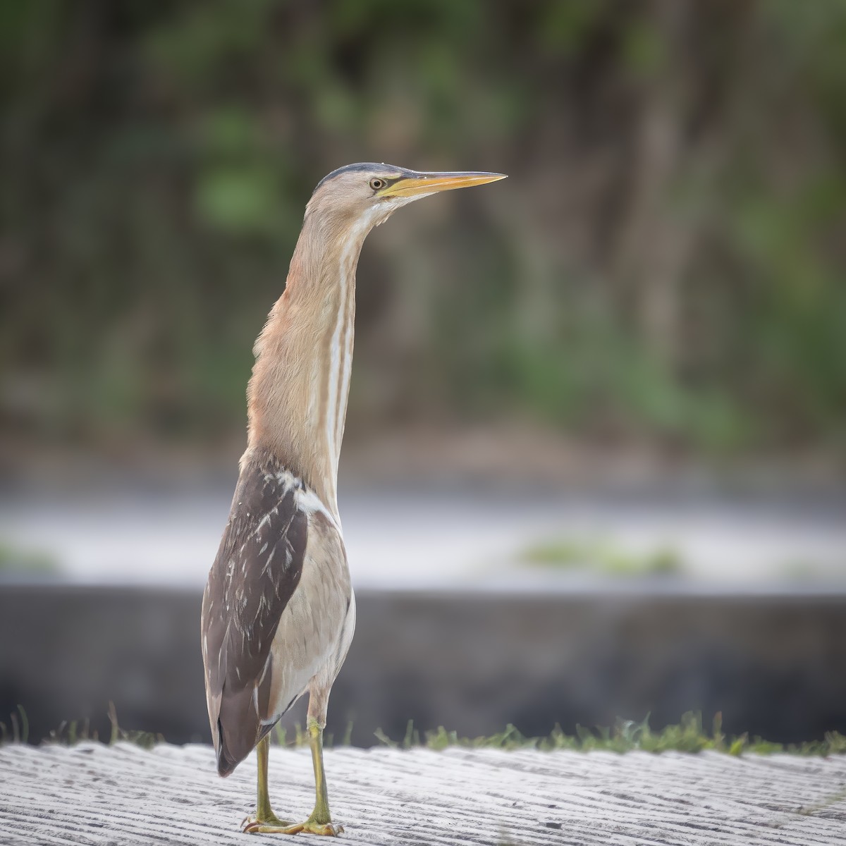 Little Bittern (Little) - ML639326895