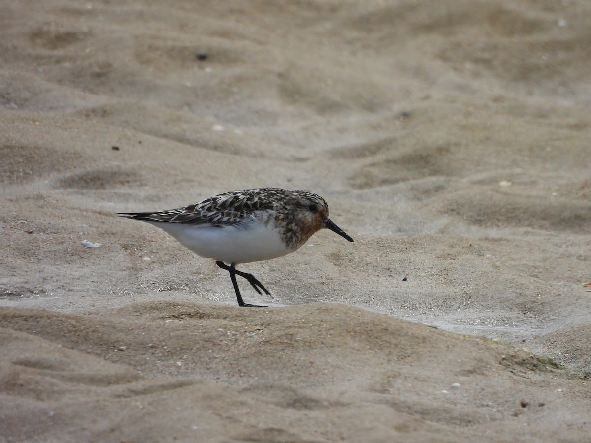 Sanderling - ML639326912