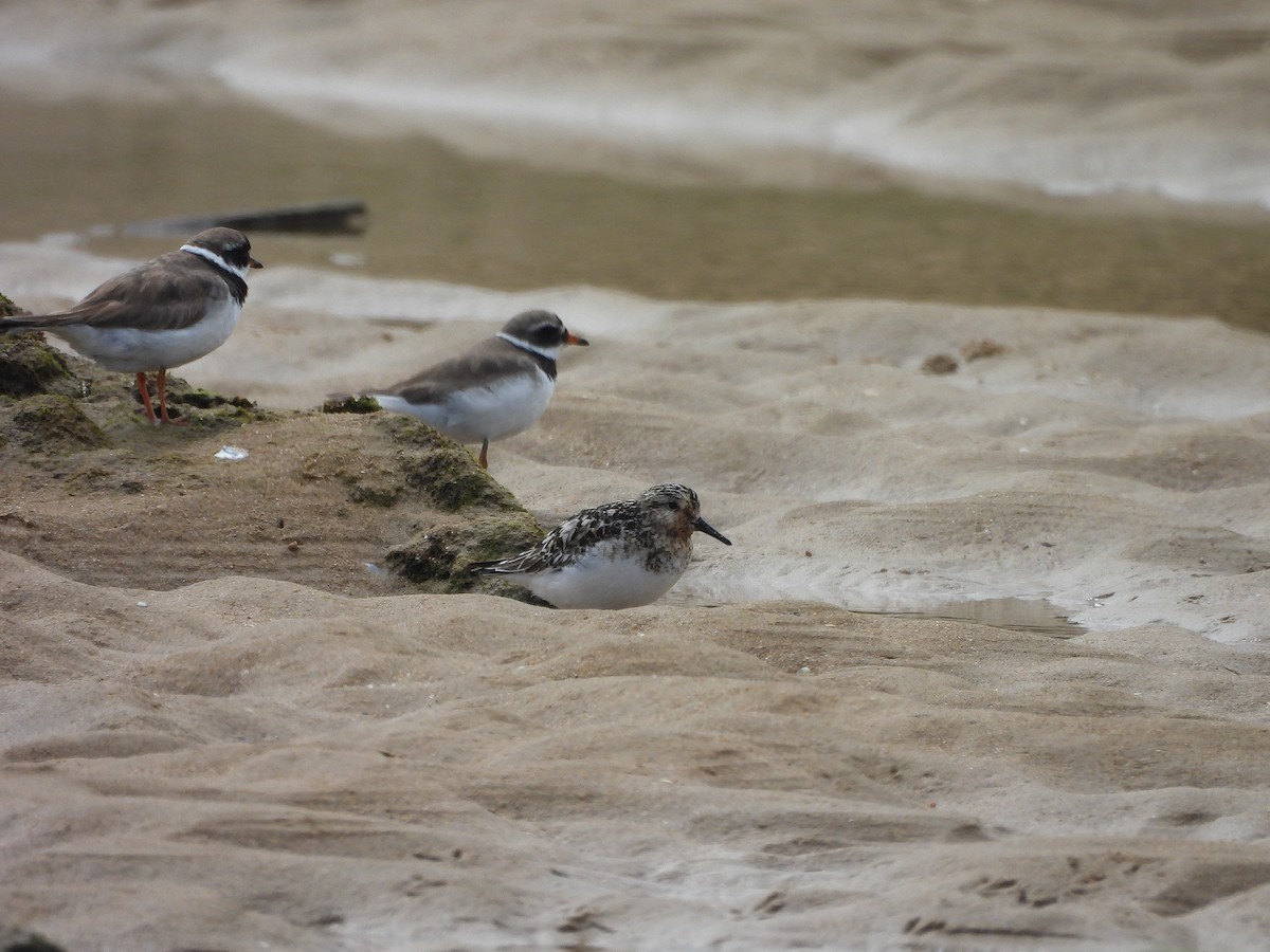 Common Ringed Plover - ML639326915