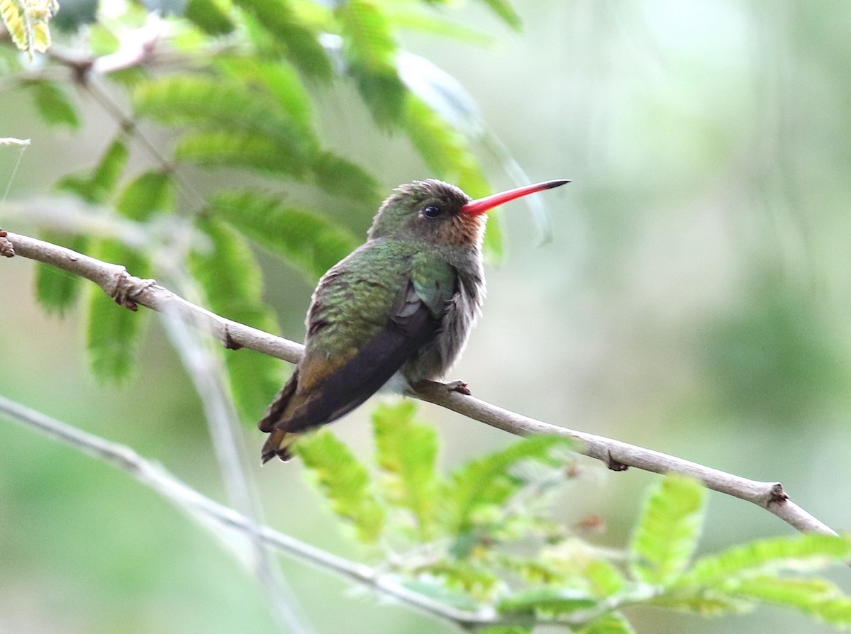 Gilded Hummingbird - ML639326974