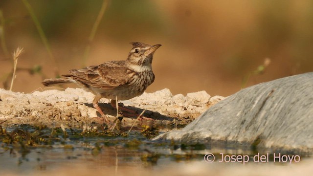 Crested Lark (Crested) - ML639327023